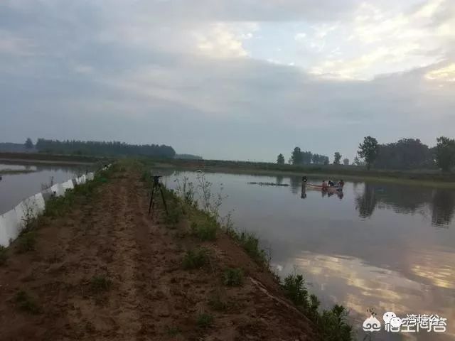 怎么才能养殖好小龙虾呢,清水养殖小龙虾的方法与见解