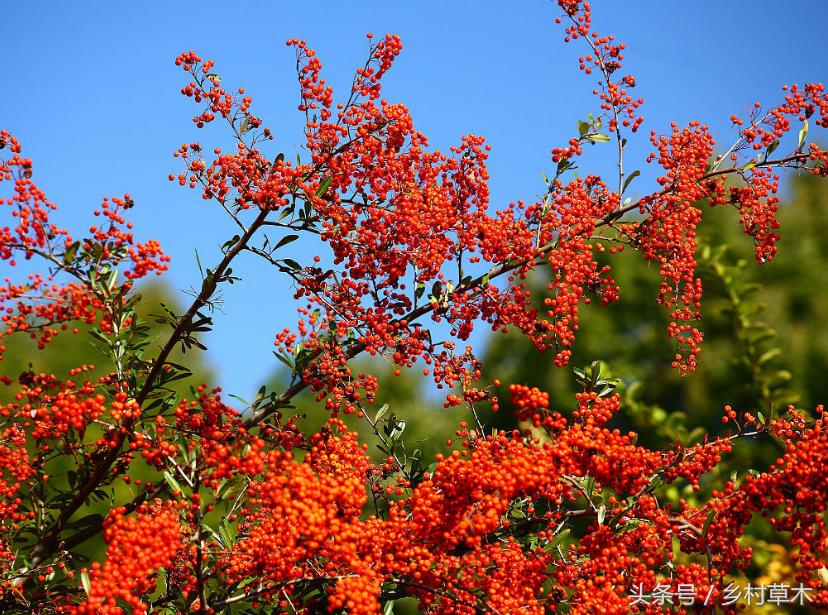 山中野果之九——火棘冬天里的一把火