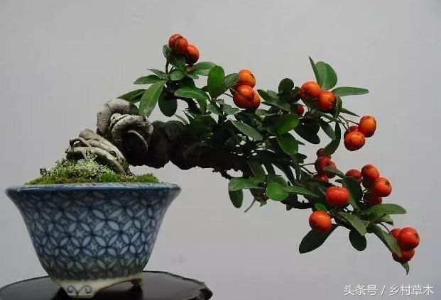 山中野果之九——火棘冬天里的一把火