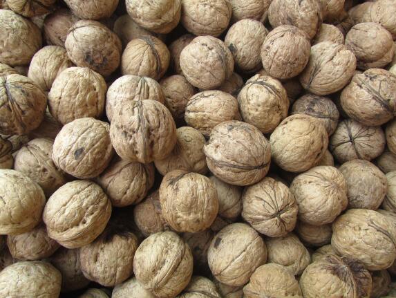 四川正宗核桃,四川特产核桃大全