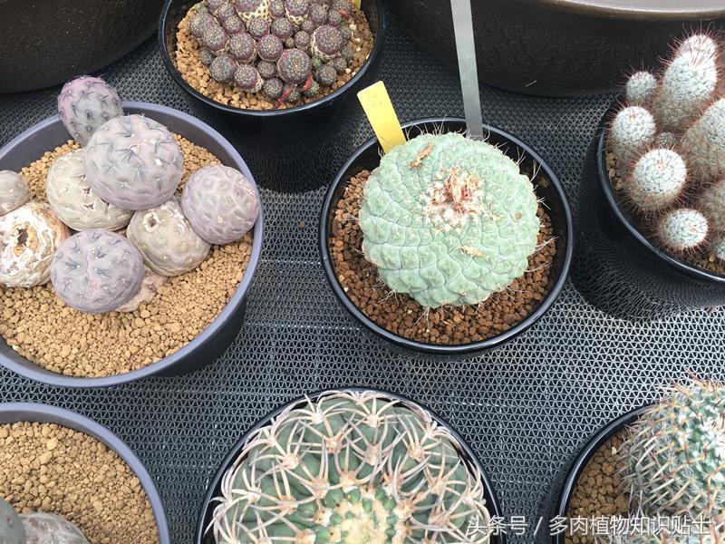 仙人掌移盆怎样才能养护好,仙人掌养护方法多肉
