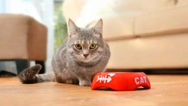 猫咪不爱喝水试试这几种办法,猫咪不爱自己吃饭非要喂