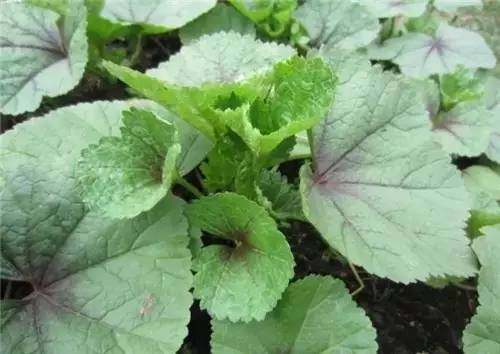 四川山里的各种野菜,四川的野菜根本吃不完你认识几种