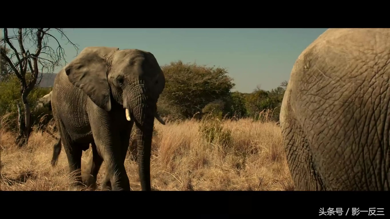 这一定不是我见过的大象——R级喜剧《王牌贱谍：格林斯比》