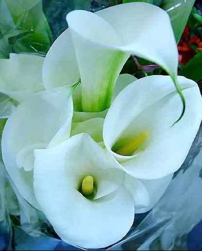 珍稀马蹄莲,如何让马蹄莲一年四季都活着