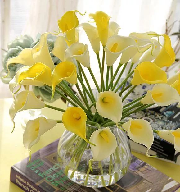 珍稀马蹄莲,如何让马蹄莲一年四季都活着