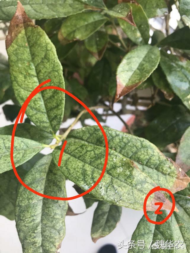 桂花红蜘蛛病虫害很严重如何救治,桂花树叶背面白色病虫害防治