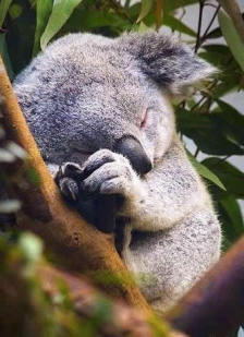 这些有趣的动物冷知识你知道吗,动物有哪些让人震惊的冷知识