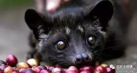 印尼有什么可以带回来的好吃的,印尼有什么可以带回去的