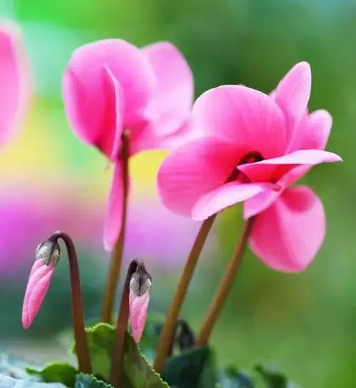 100种的鲜花花语合集,100种花的寓意和花语