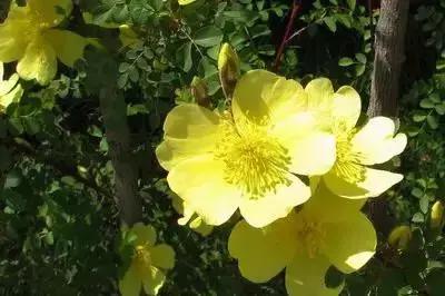 100种象征着爱情的花的花语,满天星花有几种颜色对应的花语