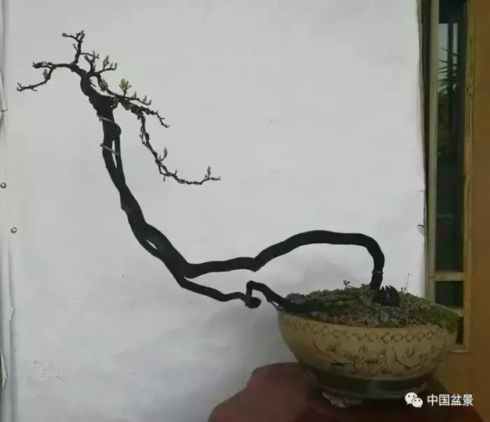 左世新金弹子盆景直播,左世新根艺金弹子