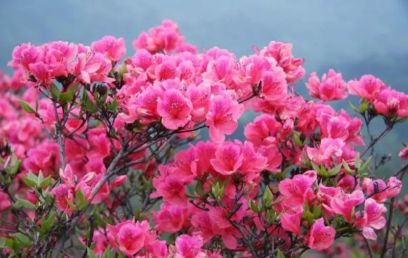 南平市的市花,福建省南平市市花