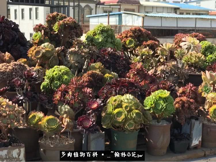 昆明精品多肉花园,昆明最好看的多肉花园