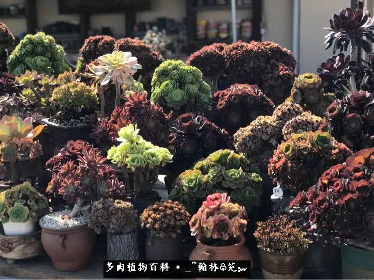 又一场法师视觉盛宴欣赏：翰林苑的昆明多肉花园！