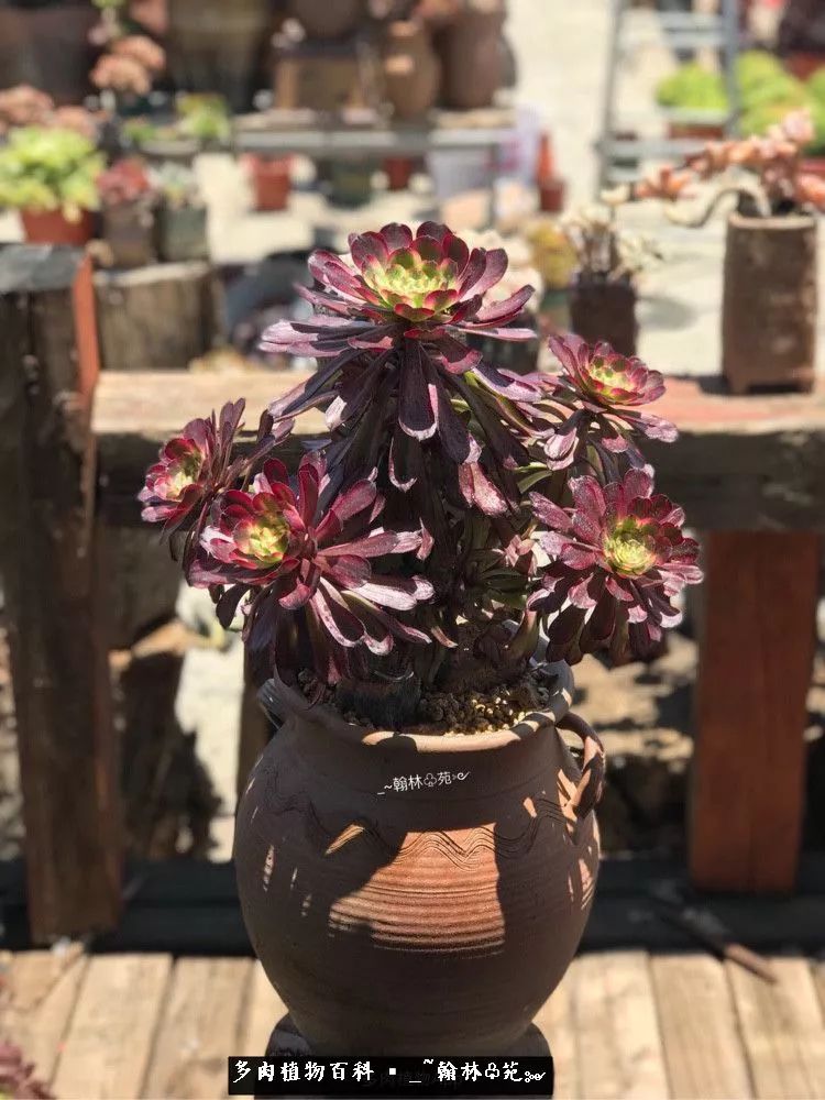 又一场法师视觉盛宴欣赏：翰林苑的昆明多肉花园！