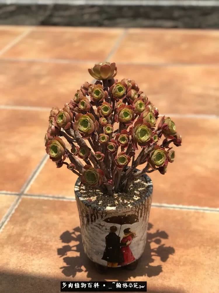 又一场法师视觉盛宴欣赏：翰林苑的昆明多肉花园！