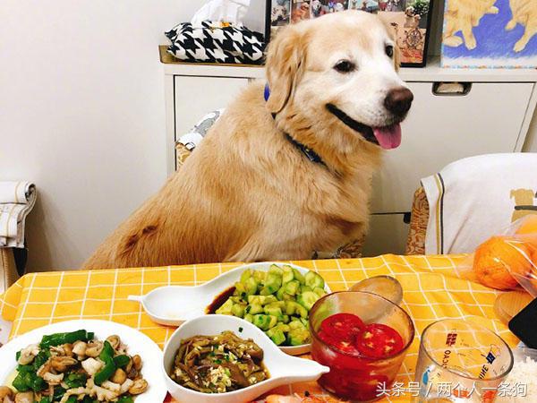 脾气超级好的金毛,脾气暴躁金毛