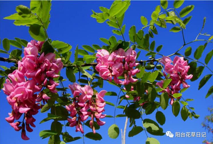 世界上最具代表5种国花,各国国花有哪些特点