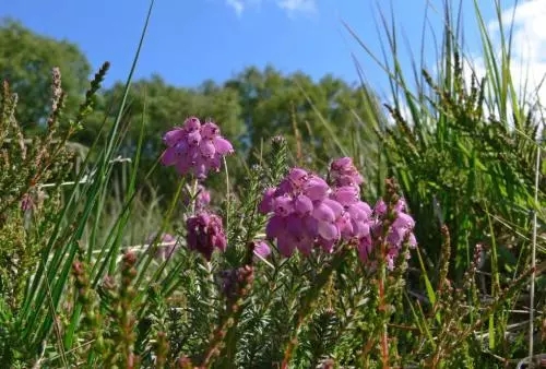 世界各国国花图片及名称集锦,世界各地的国花你能叫出几个名字