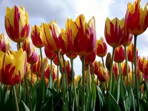 世界各国国花图片及名称集锦,世界各地的国花你能叫出几个名字