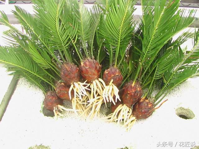 铁树怎么养及注意事项,铁树该怎么养护和浇水