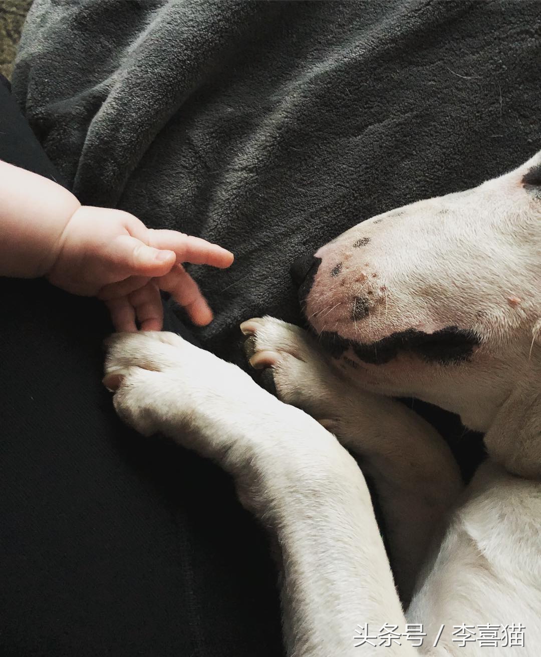 争强好胜不是错,牛头梗是狗中最厉害的一个