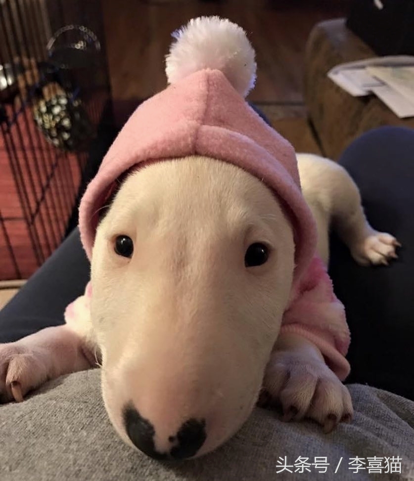 牛头梗的杀伤力有多强,牛头梗的攻击性有多强