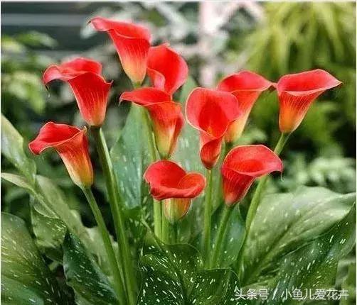 养花浇水知道这14个坑花能活20年,不适合多浇水的8种花