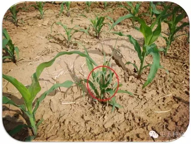 玉米卷叶怎么回事,玉米苗期卷叶怎么补救