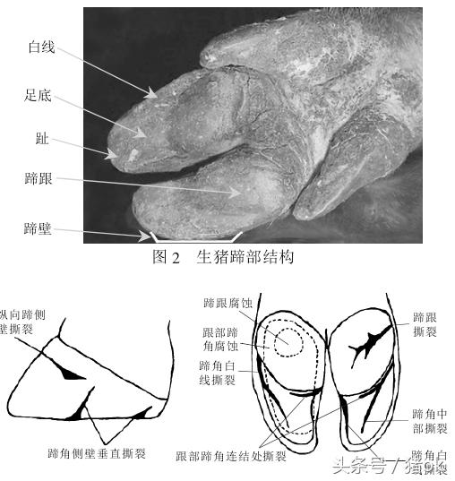 母猪蹄肿怎么治,母猪痛风怎么治疗