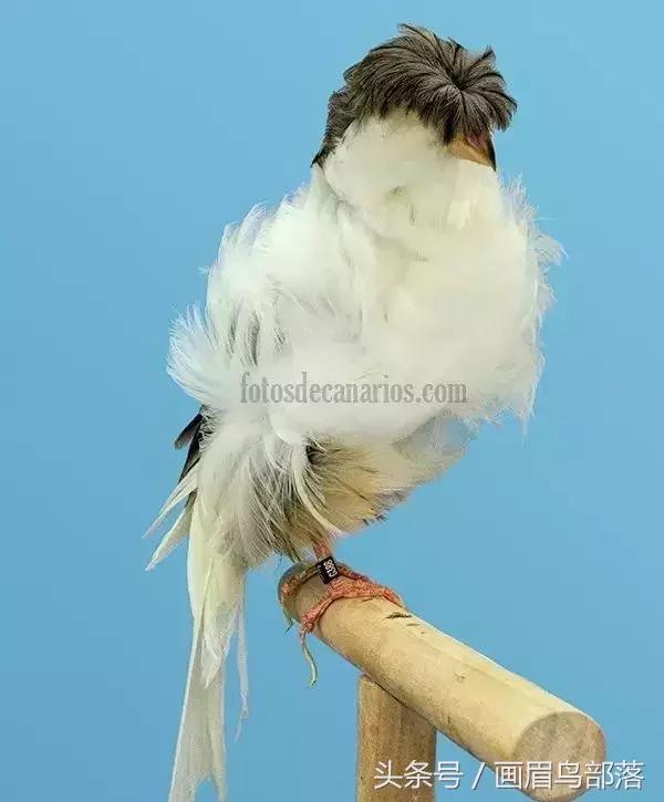 芙蓉鸟金丝鸟的饲养与繁殖,芙蓉鸟金丝雀要怎么上手才行