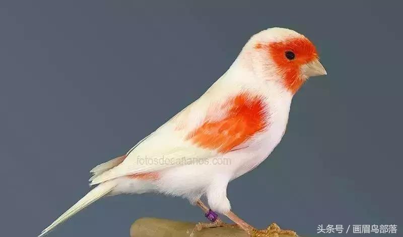 芙蓉鸟金丝鸟的饲养与繁殖,芙蓉鸟金丝雀要怎么上手才行