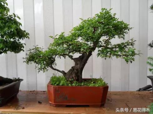 小叶榆和榉树怎样鉴别,小叶榔榆和花皮榆有什么区别