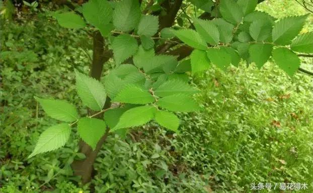 怎么区分榆树和榉树,怎么分辨榆叶梅和碧桃