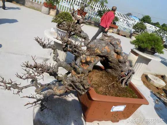 小叶榆和榉树怎样鉴别,小叶榔榆和花皮榆有什么区别