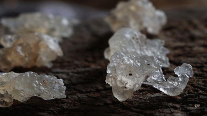 植物燕窝到底是真的吗,植物燕窝与天然燕窝有什么区别