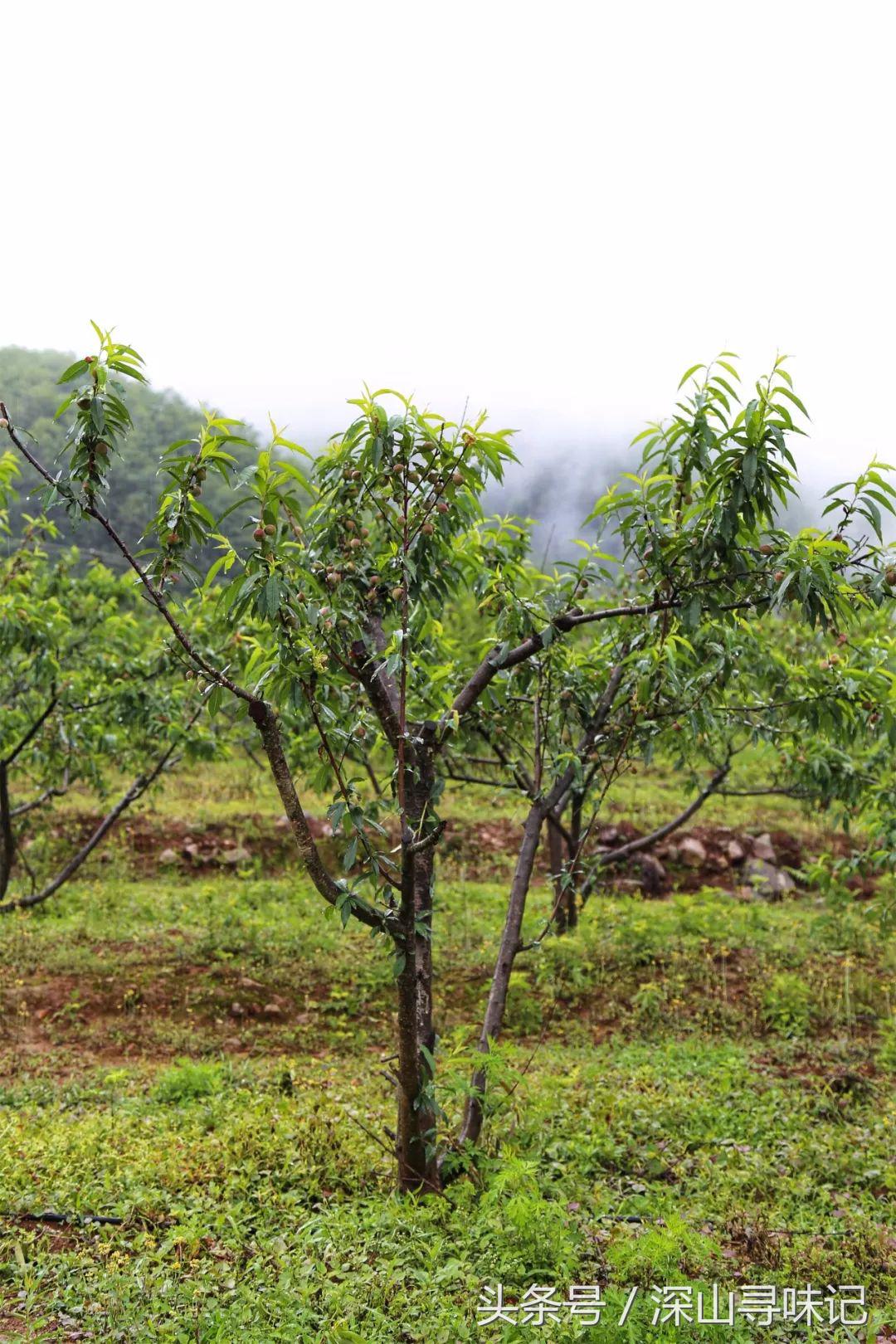 深山寻味｜远赴镇康，遇见一个不一样的木场乡