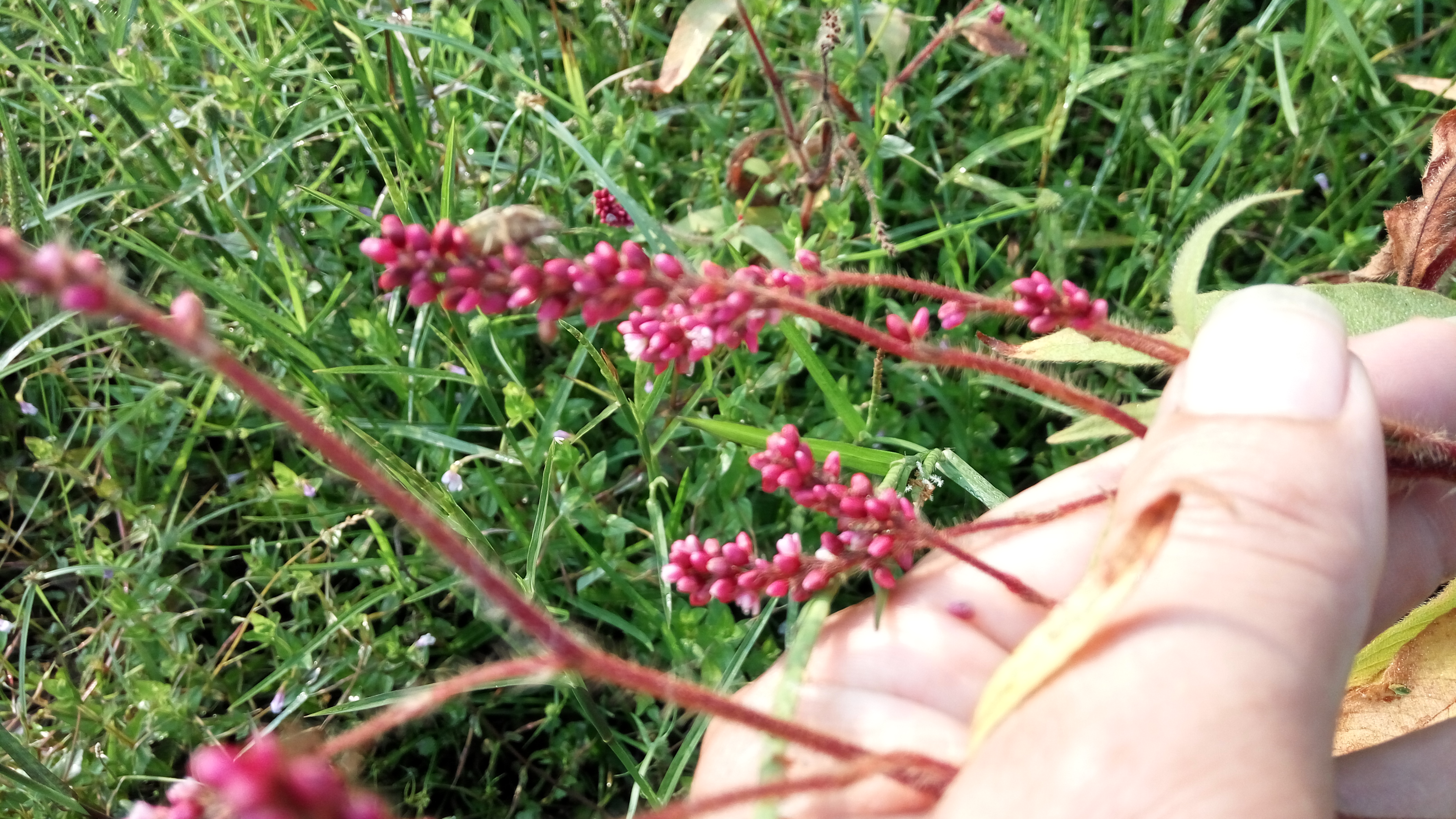 农村开红花像狗尾巴的草，把它制成酒曲卖50元一斤，你认识吗？