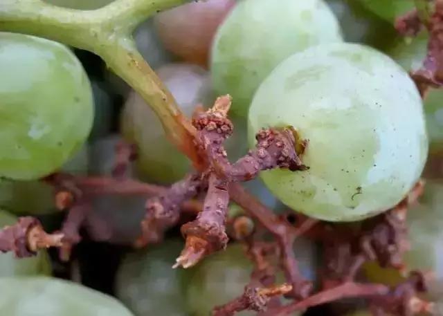 葡萄保果后掉粒什么原因,葡萄果粒变软脱落是什么原因