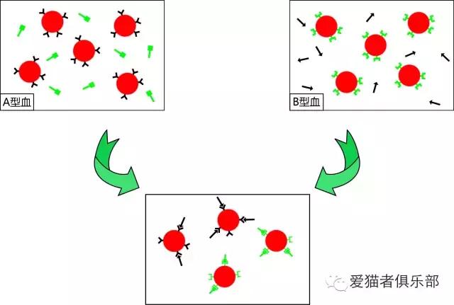 猫血型,猫的血型