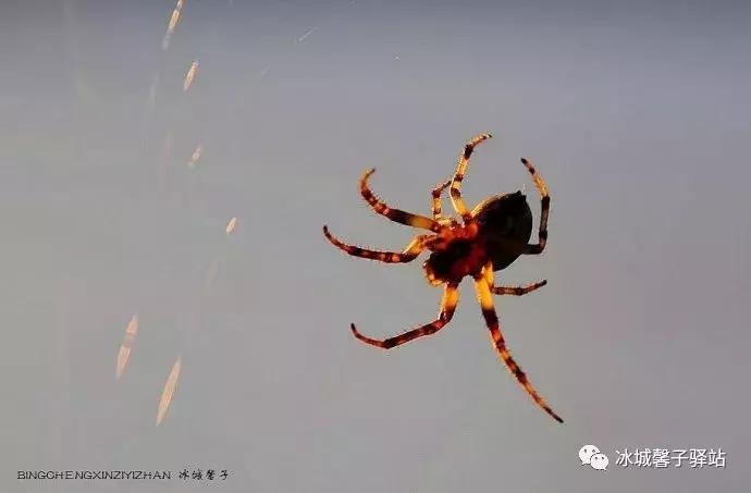 有一处叫世外桃源的地方,有一个地方是世外桃源