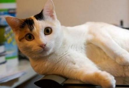 不好意思，猫主子必须要告诉你们真相了……揭秘神秘的CKD！