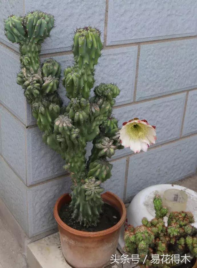 多肉植物仙人掌怎样养得粗壮,山影拳仙人山图片