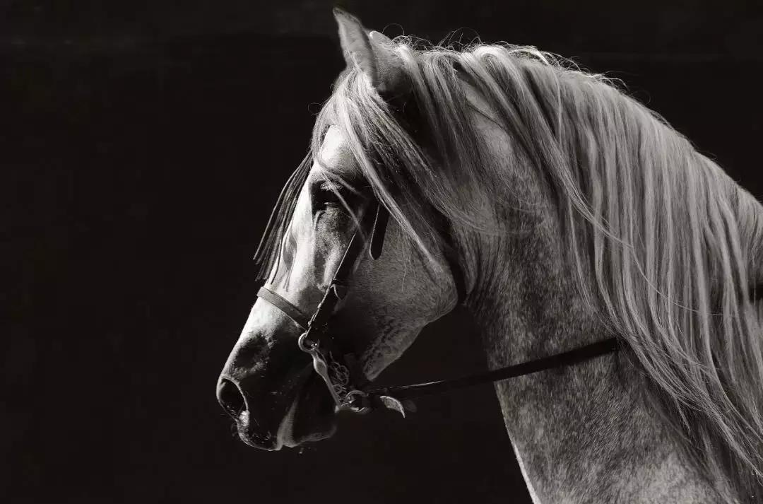 你是骏马，你是自由