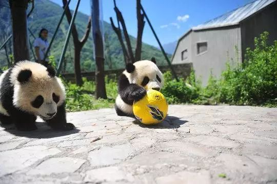 “萌宝”助威2018世界杯！不管你是老司机还是伪球迷，最全赛程表赶紧收下！