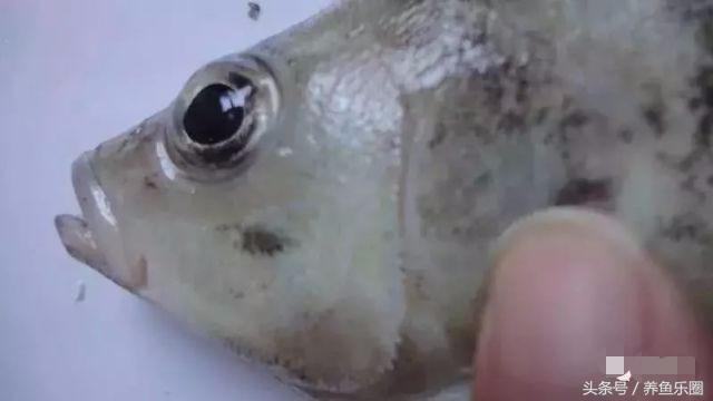 虎鱼一般都会得什么病,虎鱼常见的疾病有哪些