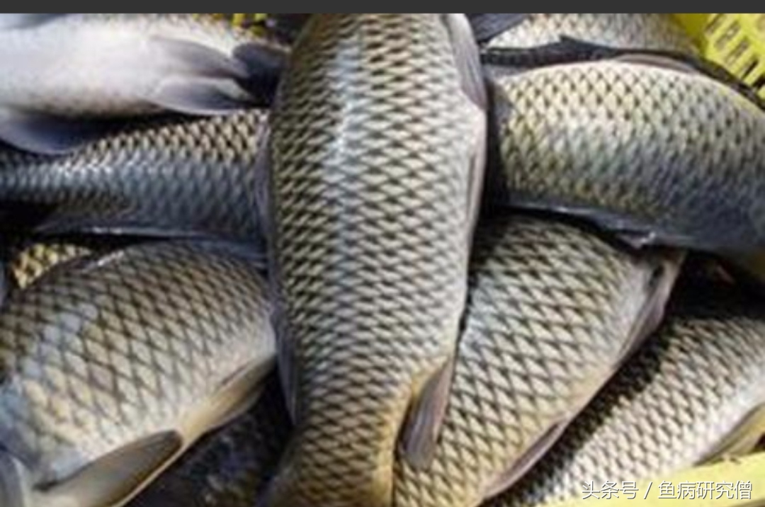 草鱼常见疾病治疗用什么药,怎样预防草鱼疾病