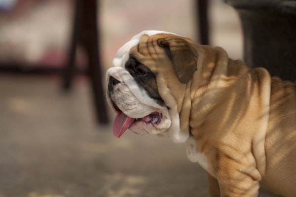 狗狗行为异常？让涵姐慢慢告诉你怎么破！