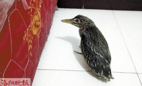 受伤夜鹭幼鸟小区求助,路人捡到受伤鹭鸟求助消防